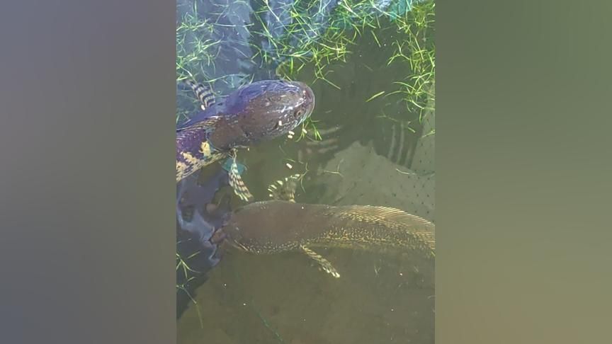 如何監(jiān)測(cè)雷龍魚(yú)繁殖水質(zhì)變化：雷龍魚(yú)的繁殖期水質(zhì)變化對(duì)它們的生長(zhǎng)和繁殖至關(guān)重要