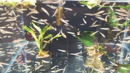 如何監(jiān)測(cè)雷龍魚(yú)繁殖水質(zhì)變化：雷龍魚(yú)的繁殖期水質(zhì)變化對(duì)它們的生長(zhǎng)和繁殖至關(guān)重要