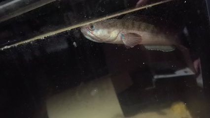 如何監(jiān)測(cè)雷龍魚(yú)繁殖水質(zhì)變化：雷龍魚(yú)的繁殖期水質(zhì)變化對(duì)它們的生長(zhǎng)和繁殖至關(guān)重要