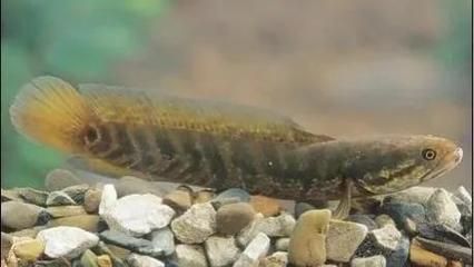 如何監(jiān)測(cè)雷龍魚(yú)繁殖水質(zhì)變化：雷龍魚(yú)的繁殖期水質(zhì)變化對(duì)它們的生長(zhǎng)和繁殖至關(guān)重要