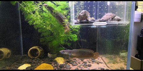 如何監(jiān)測(cè)雷龍魚(yú)繁殖水質(zhì)變化：雷龍魚(yú)的繁殖期水質(zhì)變化對(duì)它們的生長(zhǎng)和繁殖至關(guān)重要