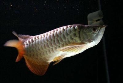 怎么讓銀龍魚進食快一點：如何提高銀龍魚的進食速度