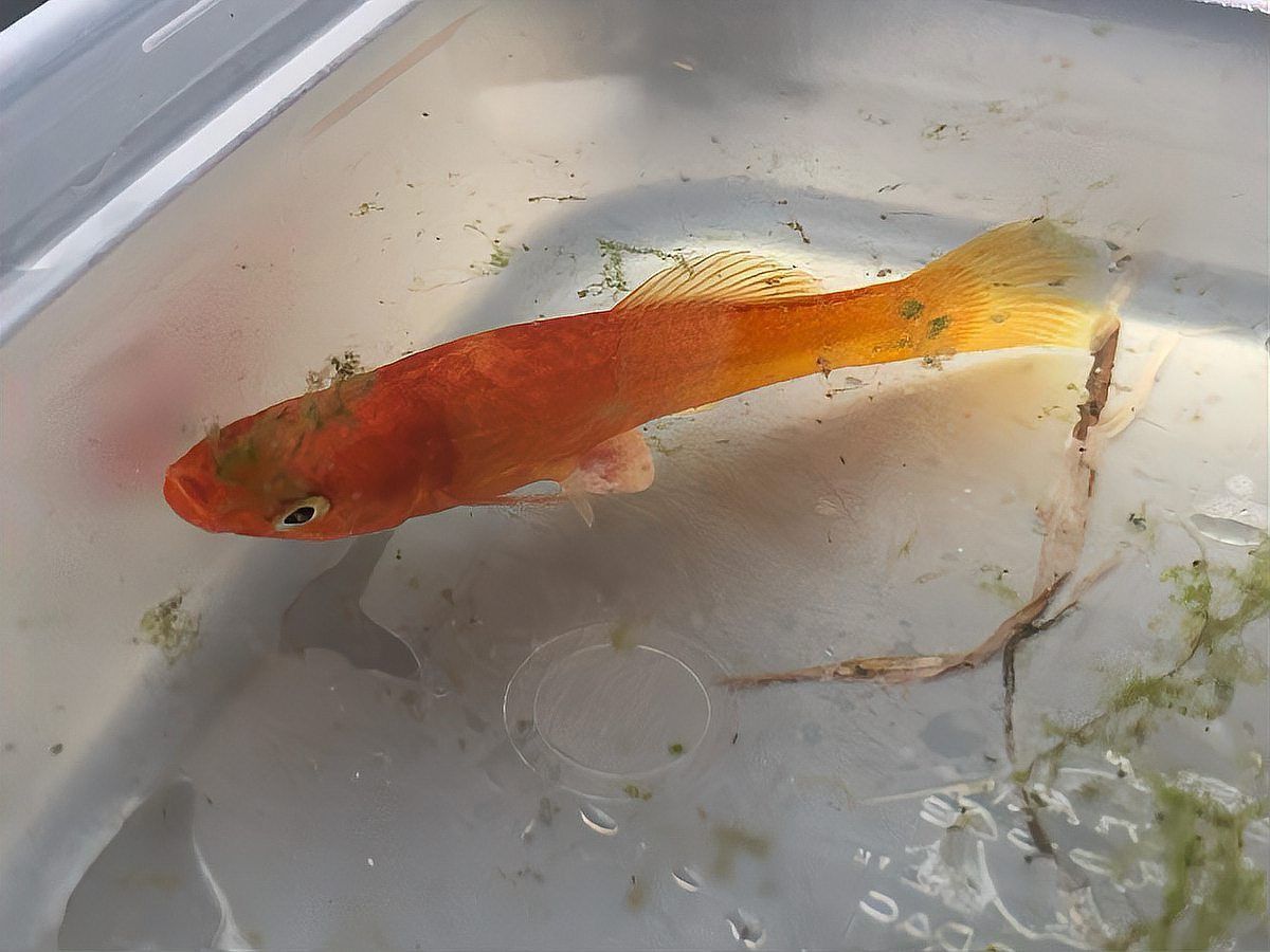 魚爛尾爛鰭用什么藥