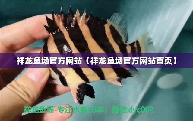 龍魚批發3祥龍魚場：祥龍魚場龍魚批發3