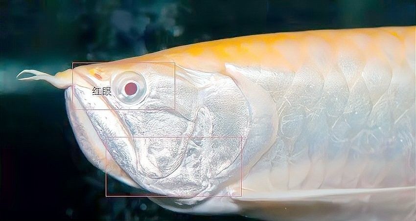 銀龍魚有幾個(gè)品種