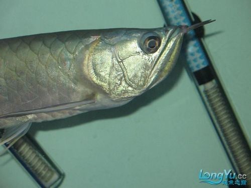 銀龍魚公母怎么分圖片大全高清