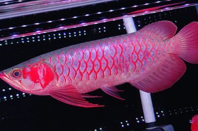 紅龍魚褪色是什么原因（紅龍魚掉鱗片的原因及處理方法）