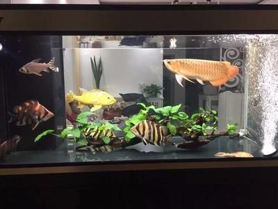 龍魚壓養是怎么看出來：龍魚壓養是怎么看出來的