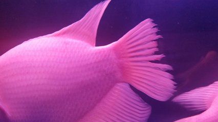 戰船招財魚能和龍魚一起養嗎：戰船招財魚和龍魚可以一起養嗎？