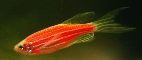 龍魚和斑馬魚混養(yǎng)的可行性分析（龍魚和斑馬魚可以混養(yǎng)嗎？）