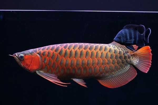紅龍魚屬于什么魚種（紅龍魚的品種怎么區分紅龍魚有什么品種紅龍魚的品種）