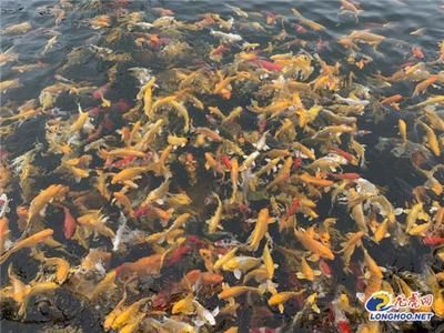 中國哪里有龍魚養殖基地（中國的龍魚養殖基地）