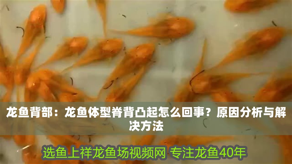 龍魚背部：龍魚體型脊背凸起怎么回事？原因分析與解決方法