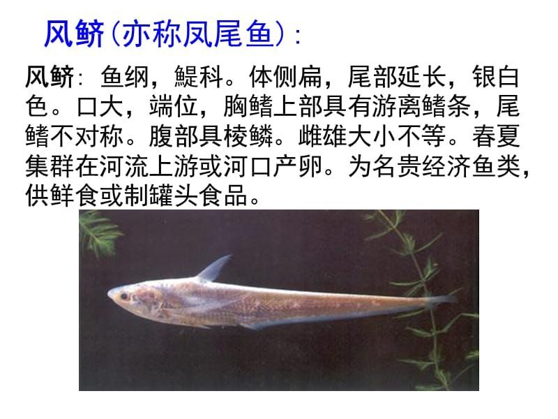 龍魚背部：龍魚體型脊背凸起怎么回事？原因分析與解決方法