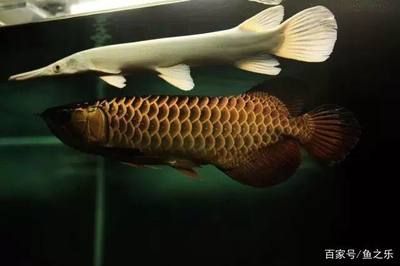單養一條龍魚合適嗎：單養一條龍魚在某些情況下是有優勢的，單養能讓龍魚發色狀態達到最佳