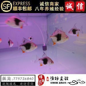 銀板魚混養疾病預防措施：摘要銀板魚混養疾病的預防措施包括以下幾點：選擇健康的魚只進行混養