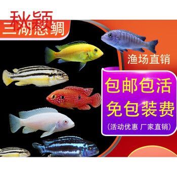 觀賞魚購買優惠活動：淘寶觀賞魚優惠券使用指南京東活體魚優惠券使用指南