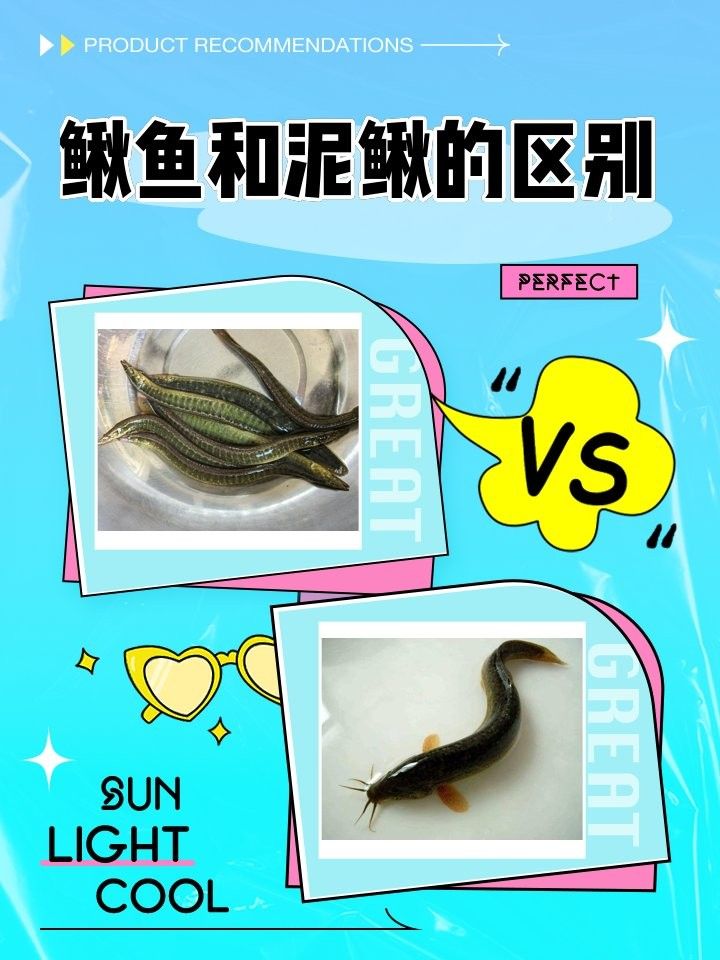 龍鰍和泥鰍哪個更好吃？