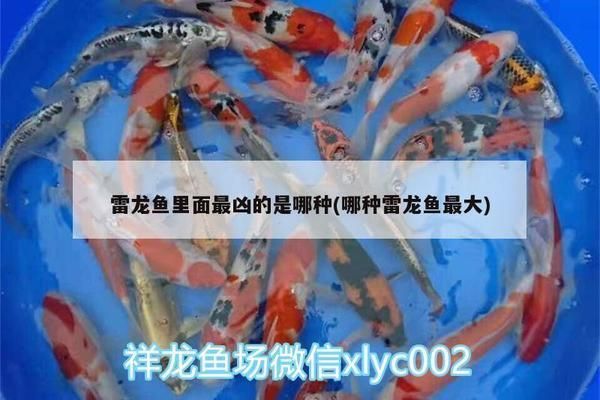 最兇的中型雷龍魚叫什么，