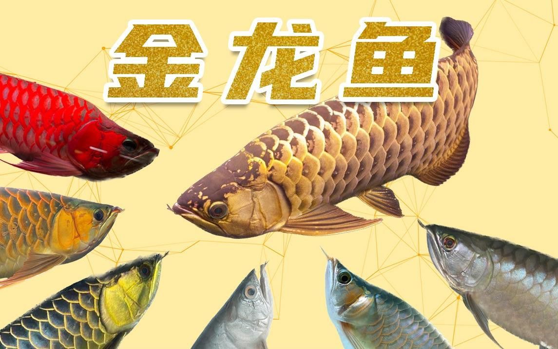 金底金龍魚有哪些品種？