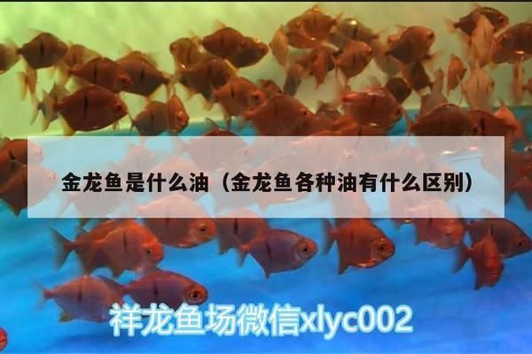 金龍魚分哪幾種，金龍魚主要分為 金龍魚分哪幾種，金龍魚主要分為 龍魚百科 第4張