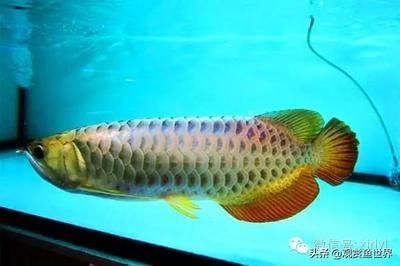 什么品種的金龍魚最好？：什么品種的金龍魚最好