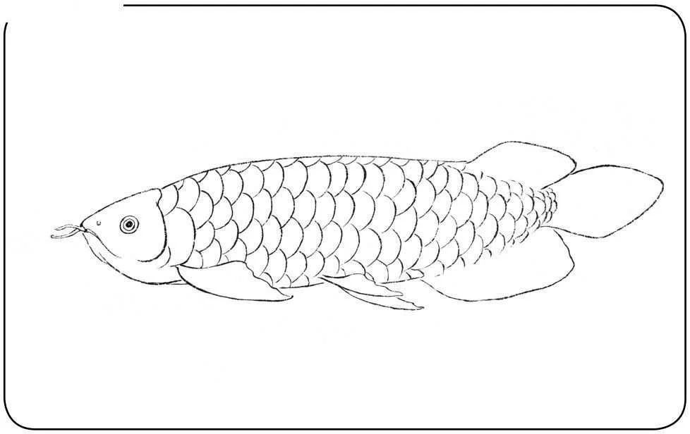 龍魚的畫怎樣畫簡單：幾種簡單的龍魚畫法教程
