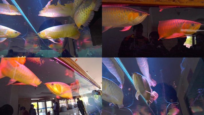 金龍魚喂活食好嗎？（金龍魚活食喂養的最佳頻率，金龍魚活食與人工飼料對比）