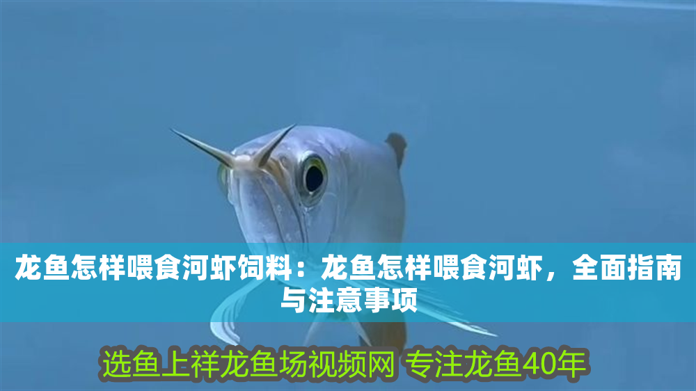 龍魚怎樣喂食河蝦飼料：龍魚怎樣喂食河蝦，全面指南與注意事項