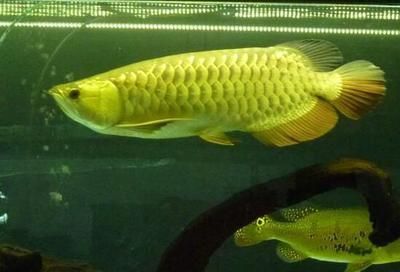 金龍魚趴缸底是咋回事：金龍魚趴缸底可能由多種原因引起，金龍魚趴缸底是咋回事