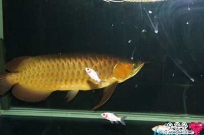 龍魚(yú)配什么魚(yú)風(fēng)水好一點(diǎn)（風(fēng)水學(xué)中龍魚(yú)與某些魚(yú)類搭配可以帶來(lái)好運(yùn)和正能量）