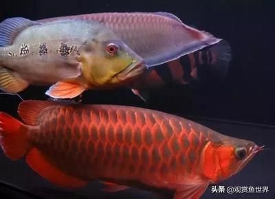 龍魚(yú)配什么魚(yú)風(fēng)水好一點(diǎn)（風(fēng)水學(xué)中龍魚(yú)與某些魚(yú)類搭配可以帶來(lái)好運(yùn)和正能量）