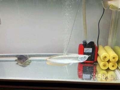 銀龍魚苗生長速度觀察方法：定期測量銀龍魚苗的體長、記錄生長周期、觀察飼養條件的優化