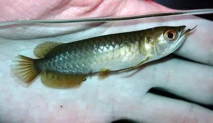 性價比高的龍魚缸有哪些：性價比較高的龍魚缸品牌