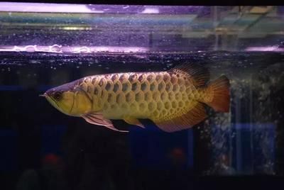 20cm金龍魚一天喂幾次食物：20cm金龍魚的喂食頻率 20cm金龍魚一天喂幾次食物：20cm金龍魚的喂食頻率 龍魚百科 第2張