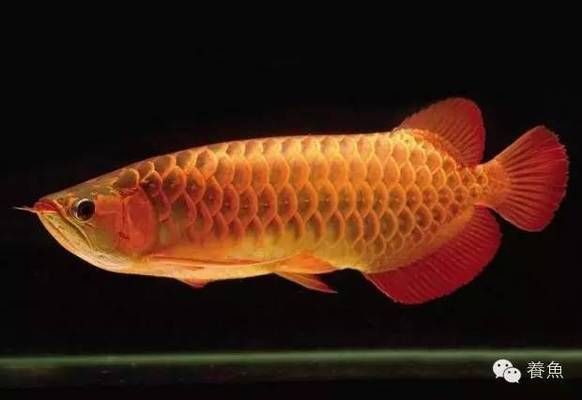 龍魚發色原理圖（龍魚發色原理圖是研究龍魚變色機制的基礎）