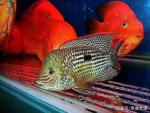 龍魚最害怕三個東西