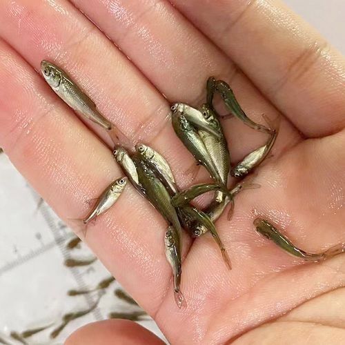 龍魚苗吃什么長得快些