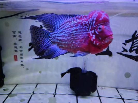 極品血龍魚多少錢（極品血龍魚價格）