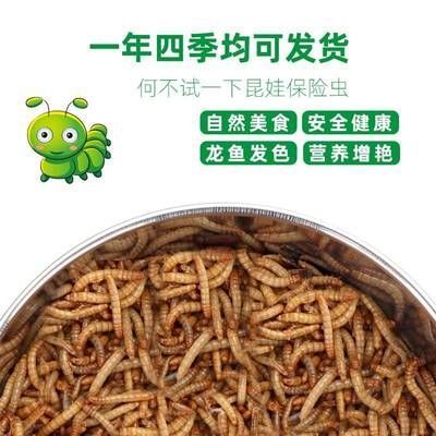 金龍魚能不能吃面包蟲：金龍魚可以吃面包蟲嗎？