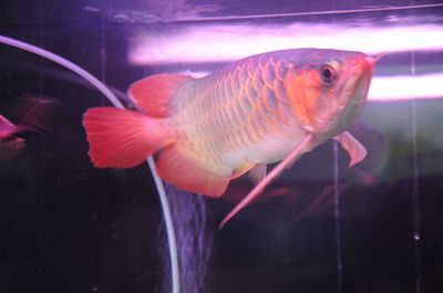 龍魚為招財是真的嗎：龍魚真的能夠招財嗎？