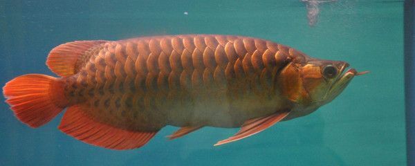 龍魚是魚類嗎為什么會死：龍魚死亡可能由多種因素引起