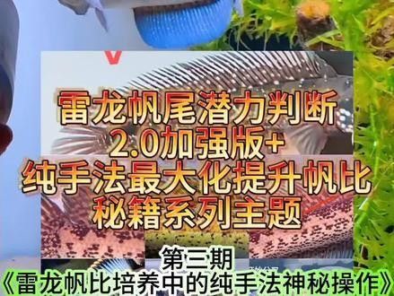 雷龍魚的帆怎么養(yǎng)大