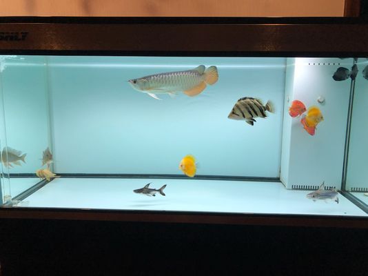 龍魚只吃飼料可以嗎：龍魚可以只吃飼料嗎