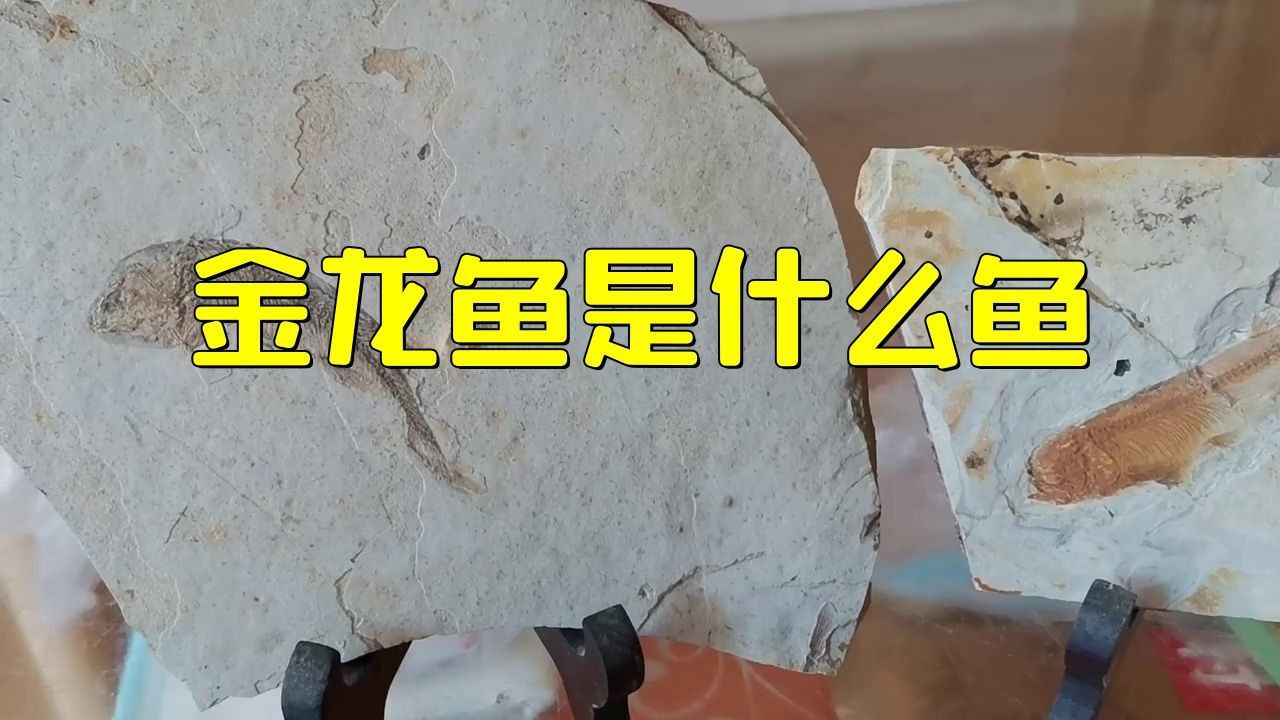 唐山古街金龍魚簡介
