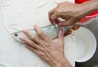 龍魚芯片證書可以造假嗎（消費-龍魚芯片證書可以造假嗎）