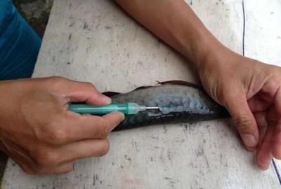 龍魚芯片證書可以造假嗎（消費-龍魚芯片證書可以造假嗎）