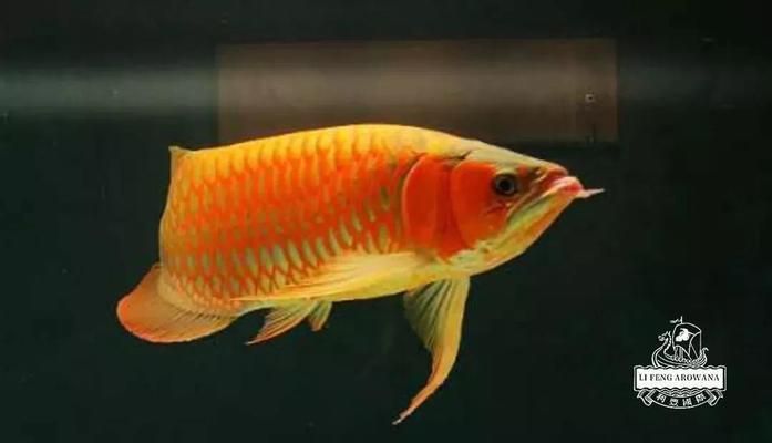 龍魚把食物嚼碎又吐出來會死嗎為什么：龍魚嚼碎食物后吐出來的行為會影響健康和壽命嗎