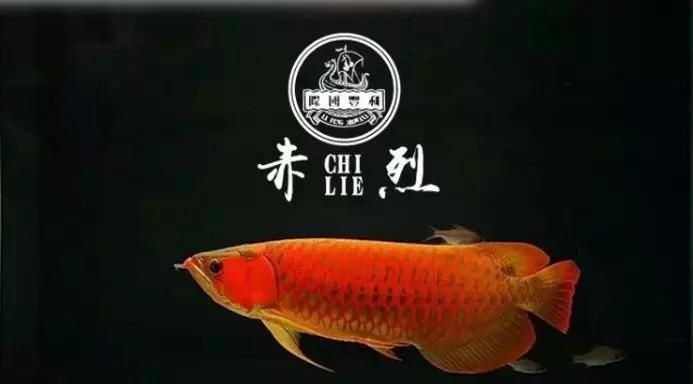 龍魚把食物嚼碎又吐出來會死嗎為什么：龍魚嚼碎食物后吐出來的行為會影響健康和壽命嗎