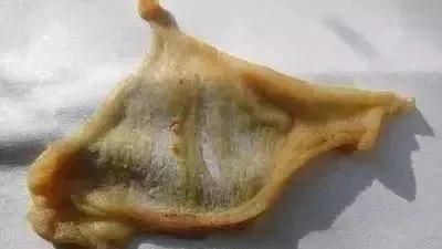 龍魚把食物嚼碎又吐出來會死嗎為什么：龍魚嚼碎食物后吐出來的行為會影響健康和壽命嗎